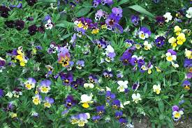 Kashmir packages for 4 night 5 days