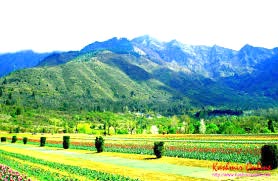 Kashmir Honeymoon Special Tour 