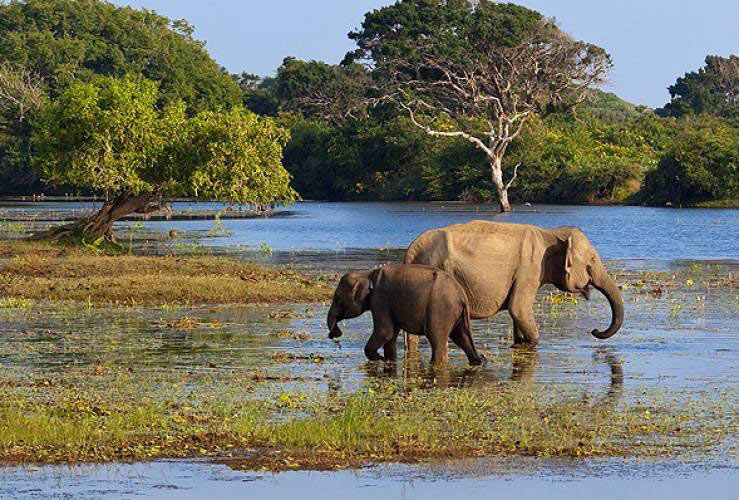 Visit Wildlife And Nature In Sri Lanka Tour