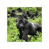Uganda Gorilla Trekking And Wildlife Safari
