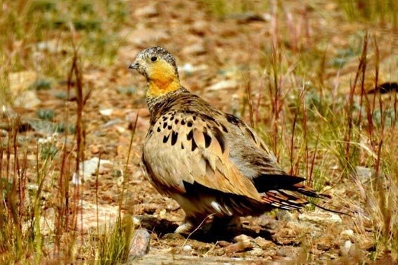 Birding And Wildlife Tour To Tsokar Lake