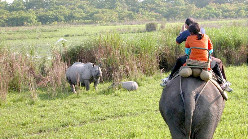 Kaziranga Tour Package