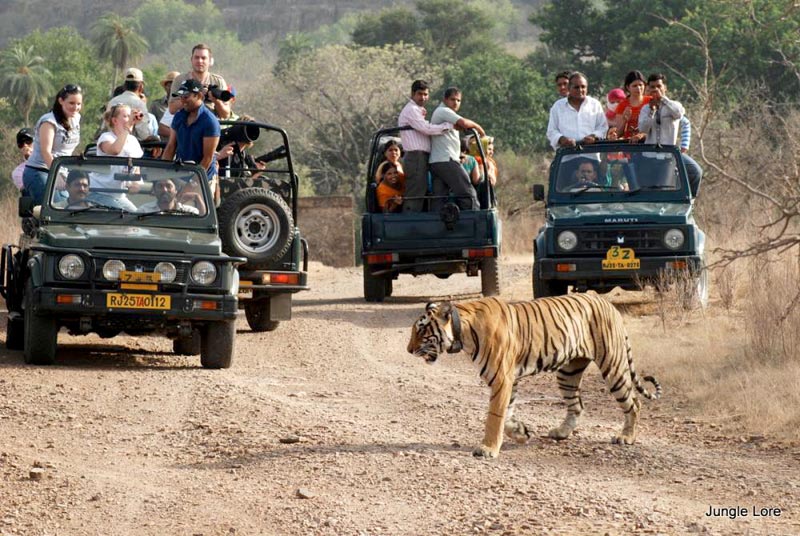 Rajasthan National Park Tour