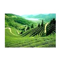 Beautiful Darjeeling Tour