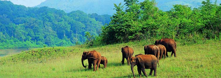 Enchanting Kerala Tour