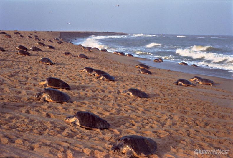 Splendors of odisha Package