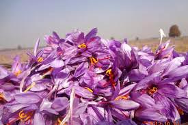 Srinagar - Gulmarg - Pahalgam Tour