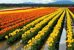 Srinagar - Gulmarg - Pahalgam Tour