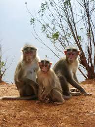 Matheran  Tour  -  Maharashtra 