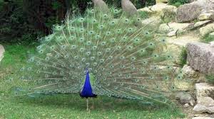 Gokul - Mathura - Vrindavan - Brajbhoomi Tour 