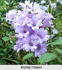 Mysore - Ooty - Kodaikanal Tour