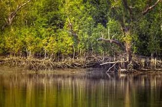 Sundarbans Short Tour