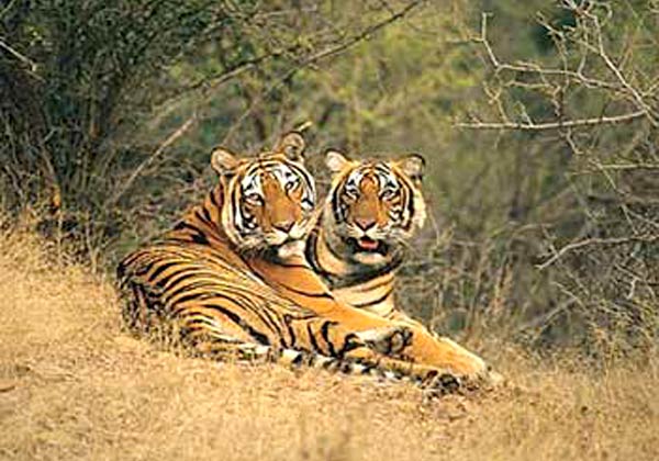 Golden Triangle Tour With Bharatpur And Ranthambore