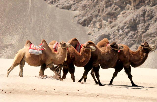 Discover Leh, Ladakh Tour