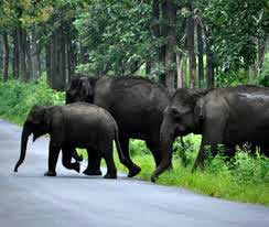 Kerala Honeymoon Tour