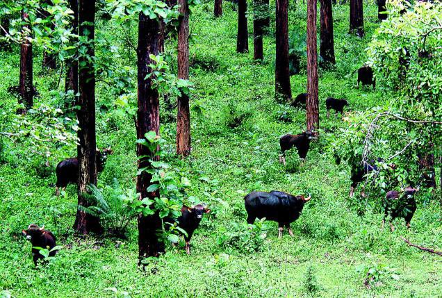 Kerala  The Honeymoon Destination Tour