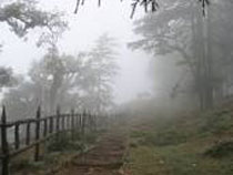 Mussoorie & Dhanaulti Tour