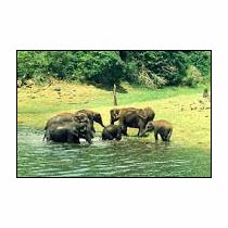 Kerala Wildlife Tours 