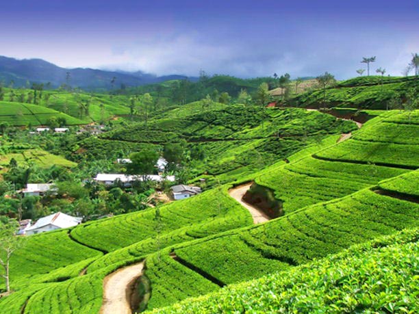 Darjeeling - Gangtok Tour
