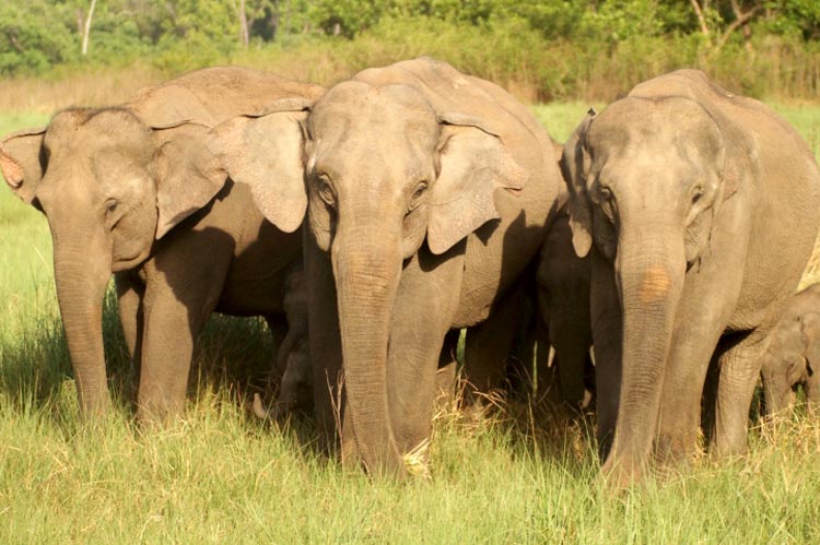 Kathgodam - Jim Corbett - Kathgodam Tour 