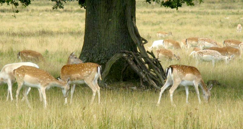 Mussoorie Tour 2 N/ 3 Days