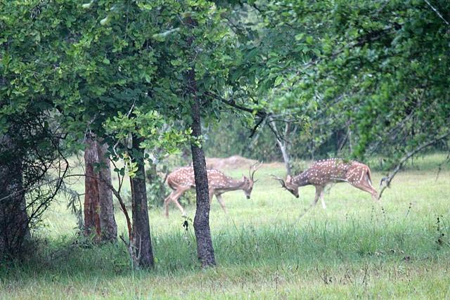 Weekend Packages - Western Gates Wayanad