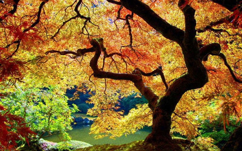 Kashmir Delights Tour Package