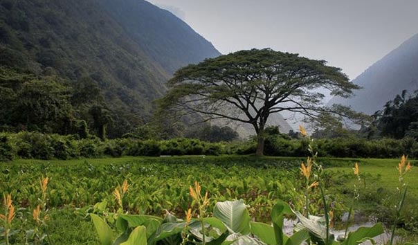 Paradise Stay In Resort With Camping Music Fun Tour