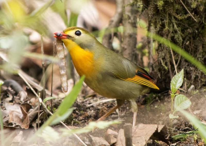 North-East Tour package Gangtok - Lachung - Pelling - Darjeeling 7N 8D