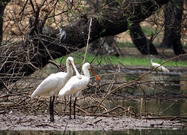 Wildlife Tour Near Varanasi