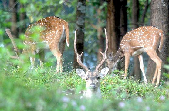 Dubai Holiday Tour Package 