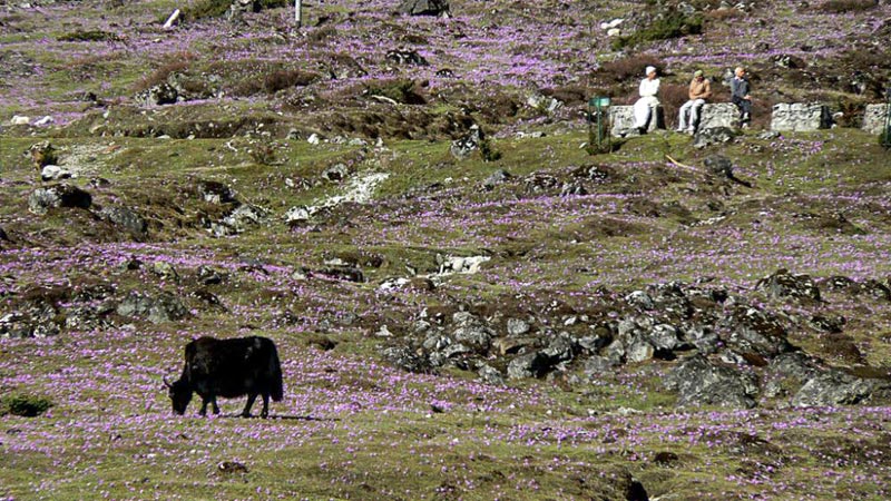 The One & Only Sikkim Tour