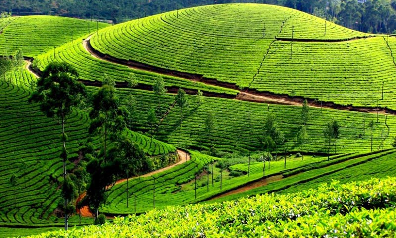Hills Of South India Tour
