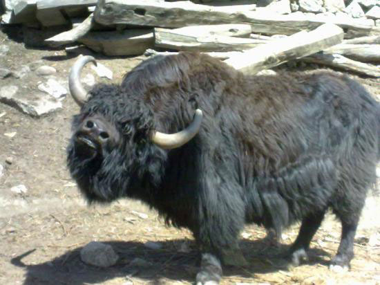 Chandigarh,Pinjore,Shimla,Rampur,Sarahan,Kalpa,Sangla Tour