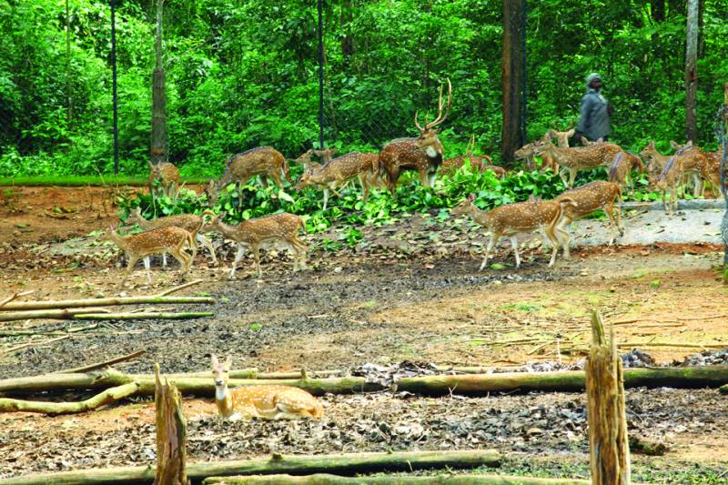 Honey Package ,Budget Package