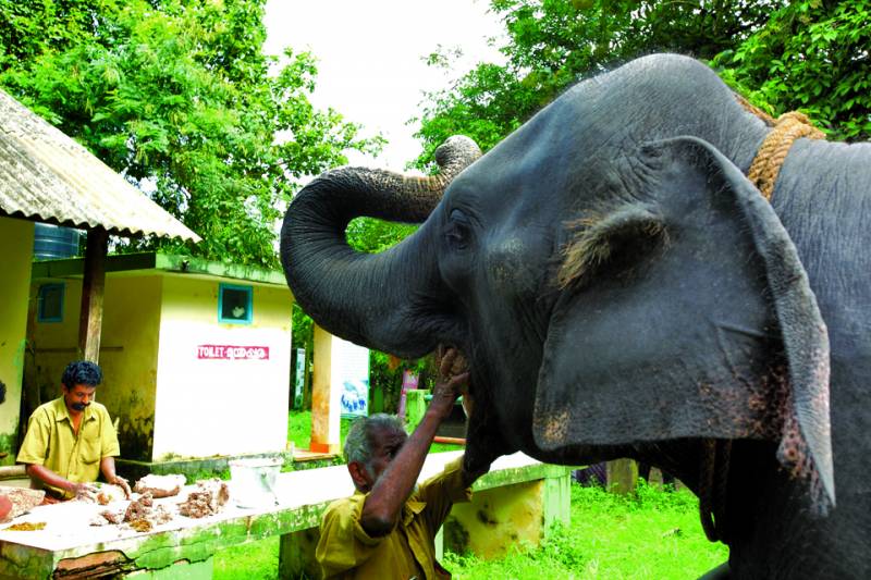 Honey Package ,Budget Package