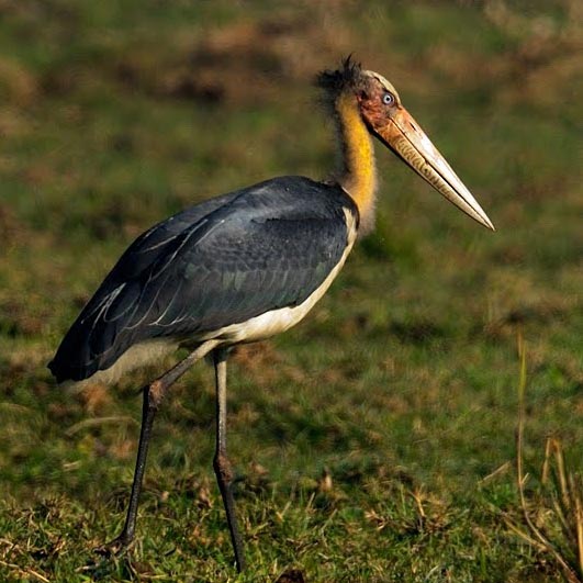 Delightful Arunachal Tour