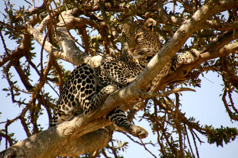 3 Days Discover Masai Mara