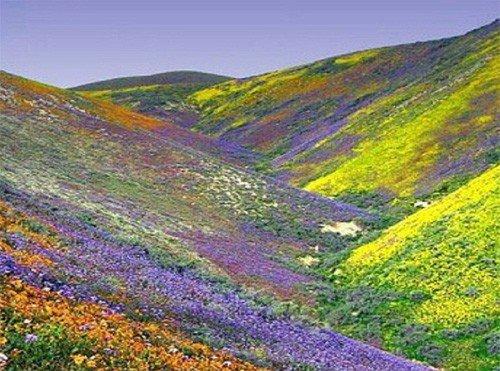 Amazing Beauty of Khangchendzonga Tour