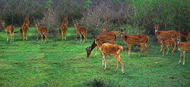 Bandipur And Ooty Tour Special