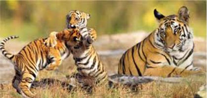 Kolkata Shantiniketan And Sundarban Forest Tour