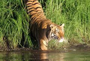 Short Escape To Sunderbans Tour