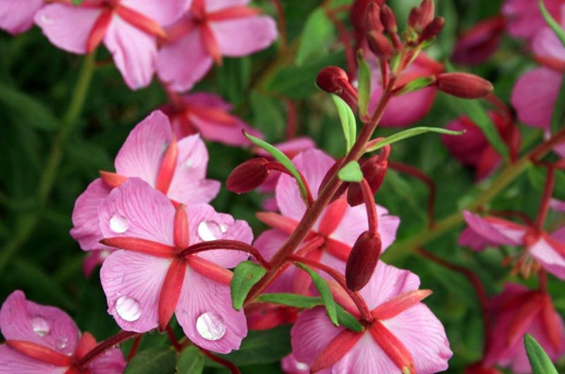 Majestic Valley of Flowers & Hemkund Sahib with Badrinath & Auli Tour