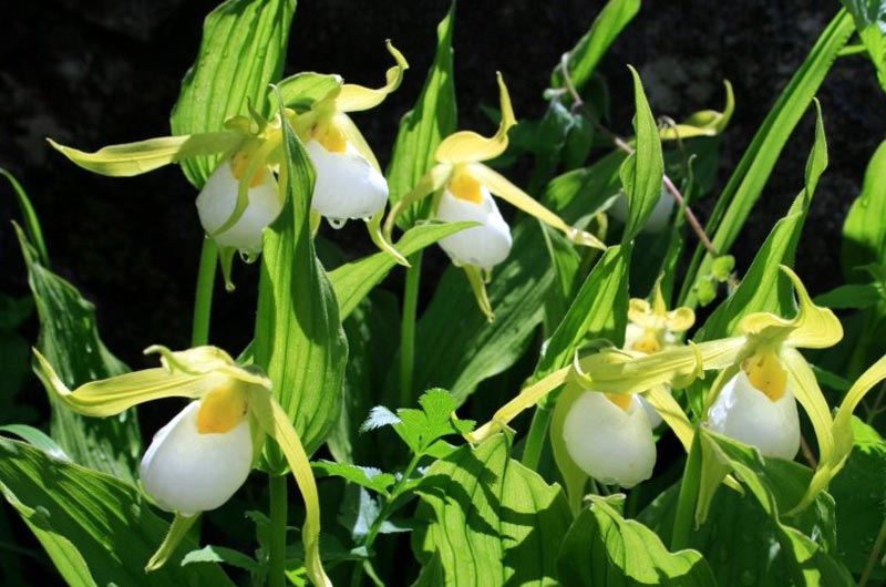 Majestic Valley of Flowers & Hemkund Sahib with Badrinath & Auli Tour