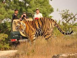 Jungle Safari Bandhavgarh National Park Package