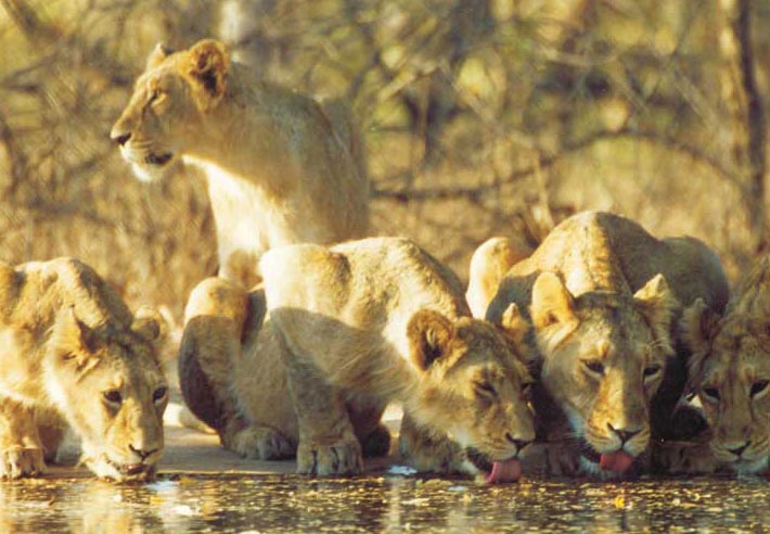Wildlife Tour With Gujarat Safari Tour