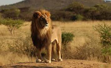 Gir National Park Lion Tour