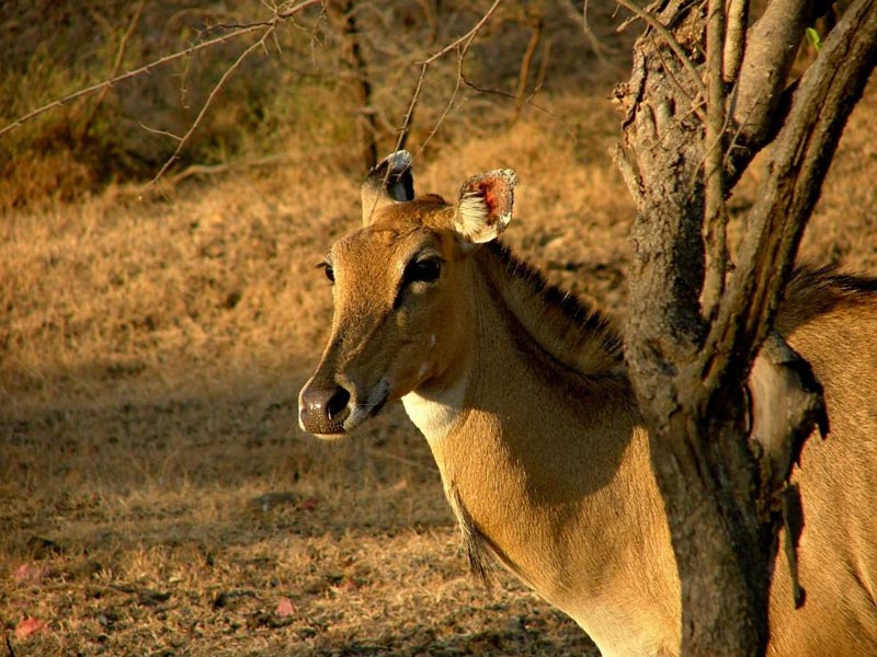 Best Of Gujarat With Wildlife Tour