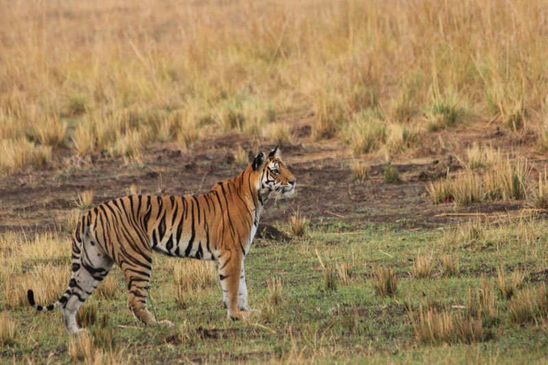Bandhavgarh Safari Tour