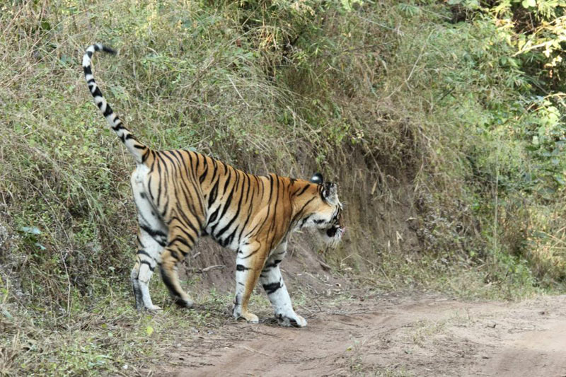 Nagzira Tiger Reserve Tour